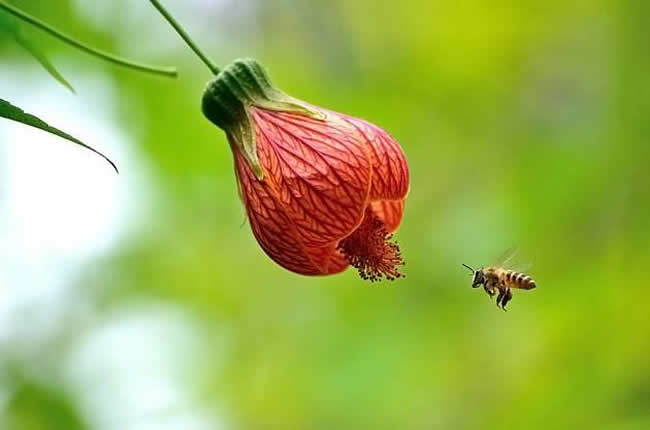 中蜂什么時(shí)候開始秋繁? 中蜂什么時(shí)候開始秋繁?