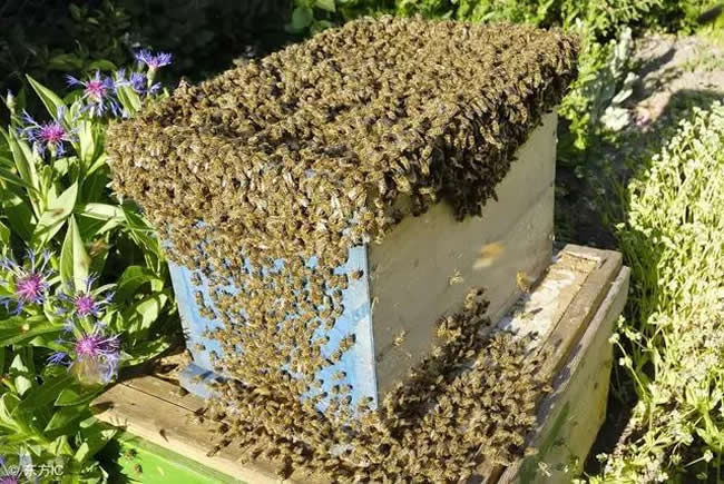 中蜂什么時(shí)候開始秋繁? 中蜂什么時(shí)候開始秋繁?