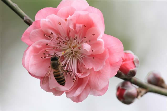 中蜂什么時(shí)候開始秋繁? 中蜂什么時(shí)候開始秋繁?