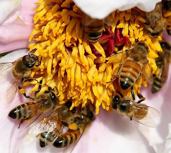 中蜂什么時(shí)候開始秋繁? 中蜂什么時(shí)候開始秋繁?