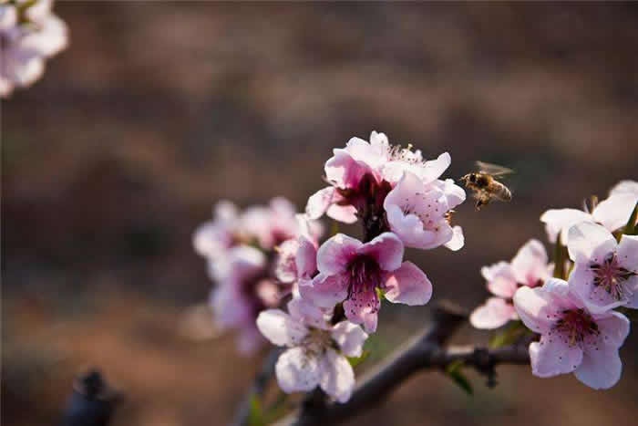 中蜂什么時(shí)候開始秋繁? 中蜂什么時(shí)候開始秋繁?