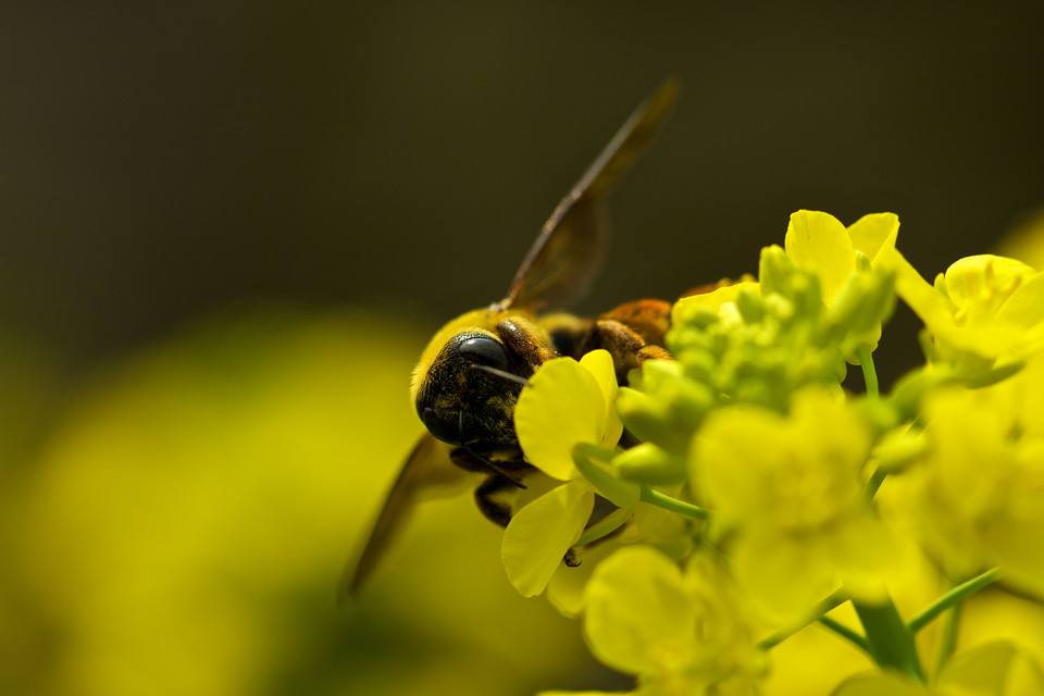 沒有蜂王蜜蜂怎么養(yǎng)? 沒有蜂王蜜蜂怎么養(yǎng)?