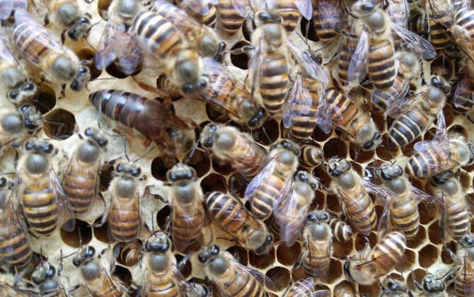 中蜂天柱王和阿壩王的區別(阿壩中蜂和天柱中蜂哪個好) 中蜂天柱王和阿壩王的區別(阿壩中蜂和天柱中蜂哪個好)