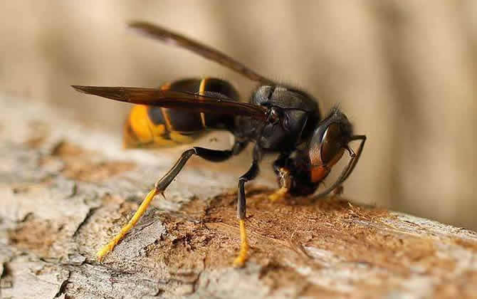胡蜂真的能蟄死人嗎? 胡蜂