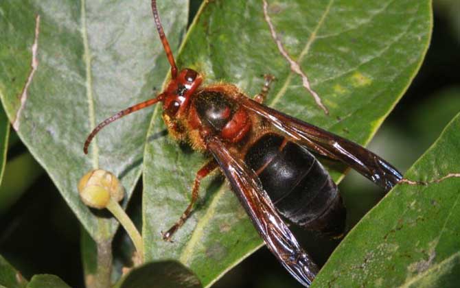 哪種虎頭蜂的毒性最強(虎頭蜂的天敵是什么) 哪種虎頭蜂的毒性最強(虎頭蜂的天敵是什么)