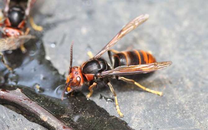 哪種虎頭蜂的毒性最強(虎頭蜂的天敵是什么) 哪種虎頭蜂的毒性最強(虎頭蜂的天敵是什么)
