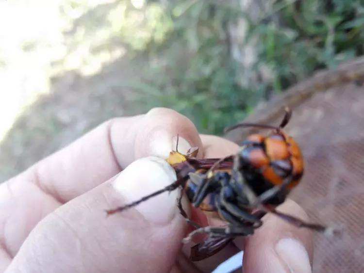 被蜜蜂蜇傷了如何處理 被蜜蜂蜇傷了如何處理