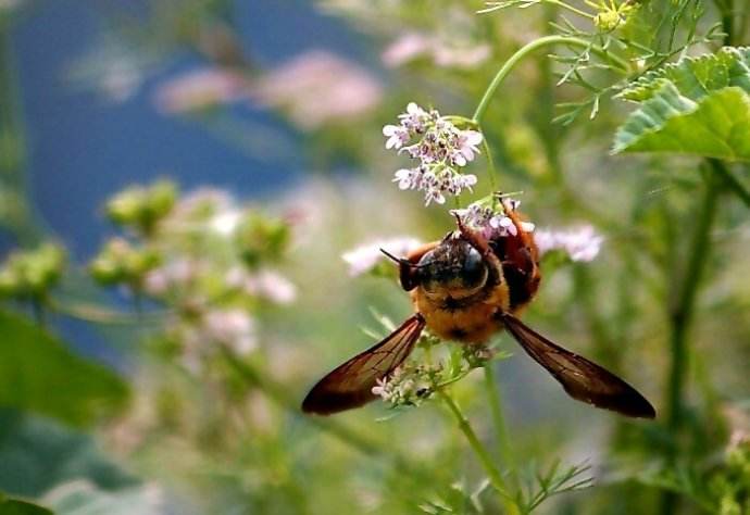 被蜜蜂蜇傷了如何處理 被蜜蜂蜇傷了如何處理