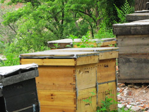 蜂脾是什么意思(一脾子脾能孵出多少次蜜蜂) 蜂脾是什么意思(一脾子脾能孵出多少次蜜蜂)