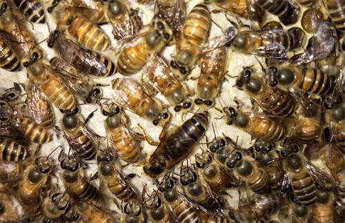 蜜蜂蜂王多少錢一只(種蜂王價格) 蜜蜂蜂王多少錢一只(種蜂王價格)