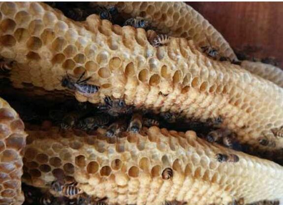 蜜蜂巢脾發霉怎么處理(蜜蜂巢脾會發霉么) 蜜蜂巢脾發霉怎么處理(蜜蜂巢脾會發霉么)