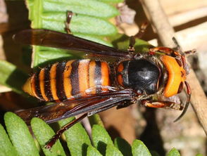 虎頭蜂蜂王的特點(虎頭蜂怎么區分蜂王) 虎頭蜂蜂王的特點(虎頭蜂怎么區分蜂王)