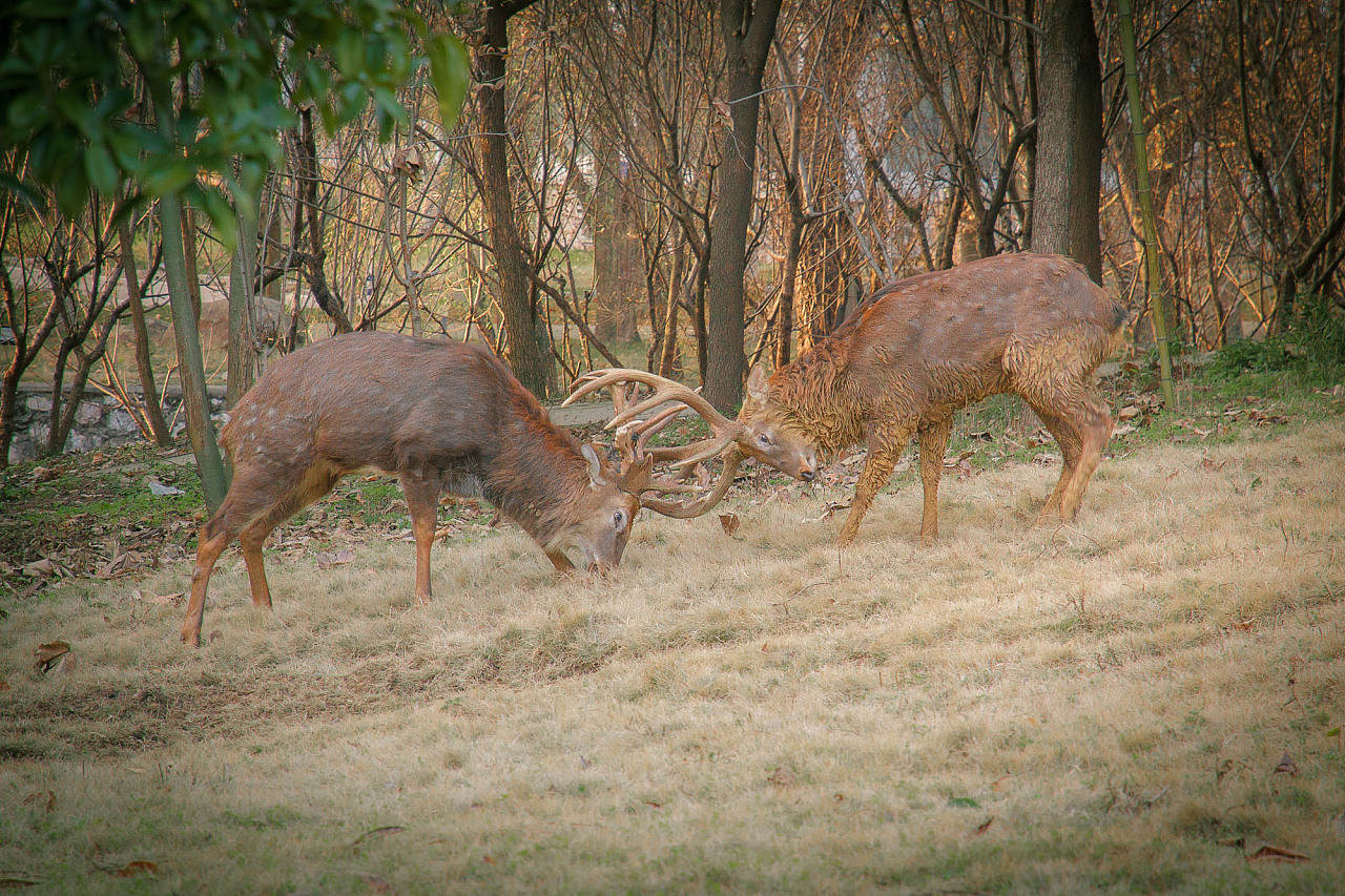 貓交配時為啥會撕心裂肺地嚎叫 貓在發(fā)情期時,為什么會發(fā)出嚎叫聲?