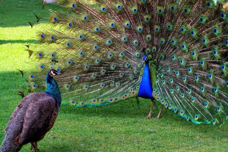 貓交配時為啥會撕心裂肺地嚎叫 貓在發(fā)情期時,為什么會發(fā)出嚎叫聲?