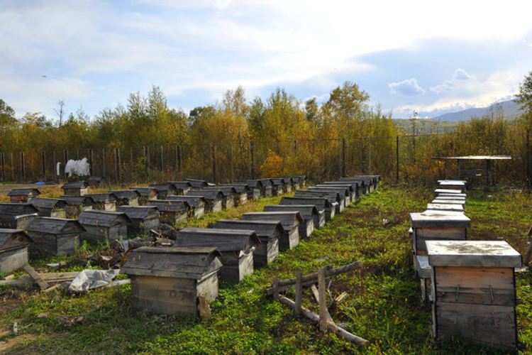 東北黑蜂的四季管理 東北黑蜂的四季管理