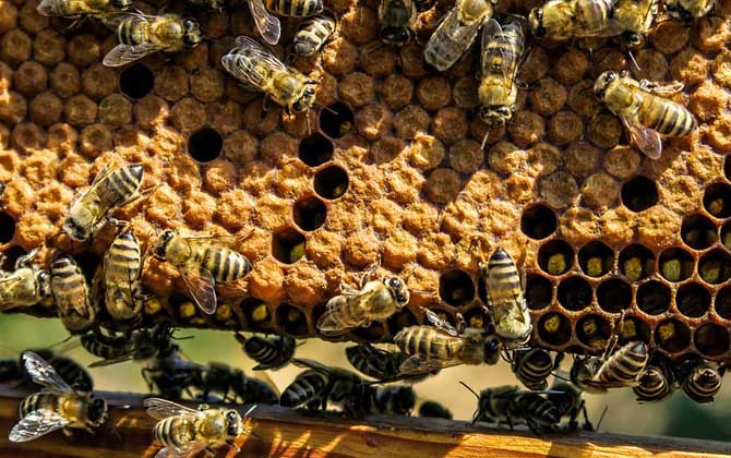 秋繁蜜蜂的養(yǎng)殖方法和注意事項(xiàng)(蜜蜂秋繁的最佳時(shí)間及注意事項(xiàng)) 秋繁蜜蜂的養(yǎng)殖方法和注意事項(xiàng)(蜜蜂秋繁的最佳時(shí)間及注意事項(xiàng))