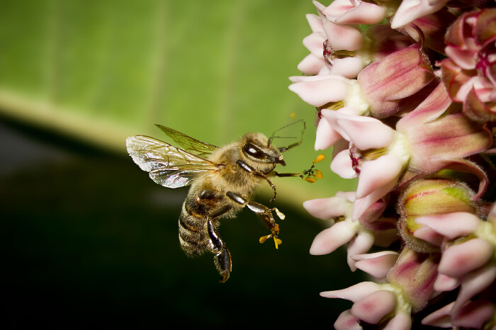 蜜蜂怎么養(yǎng)比較好(養(yǎng)蜜蜂的技巧) 蜜蜂怎么養(yǎng)比較好(養(yǎng)蜜蜂的技巧)