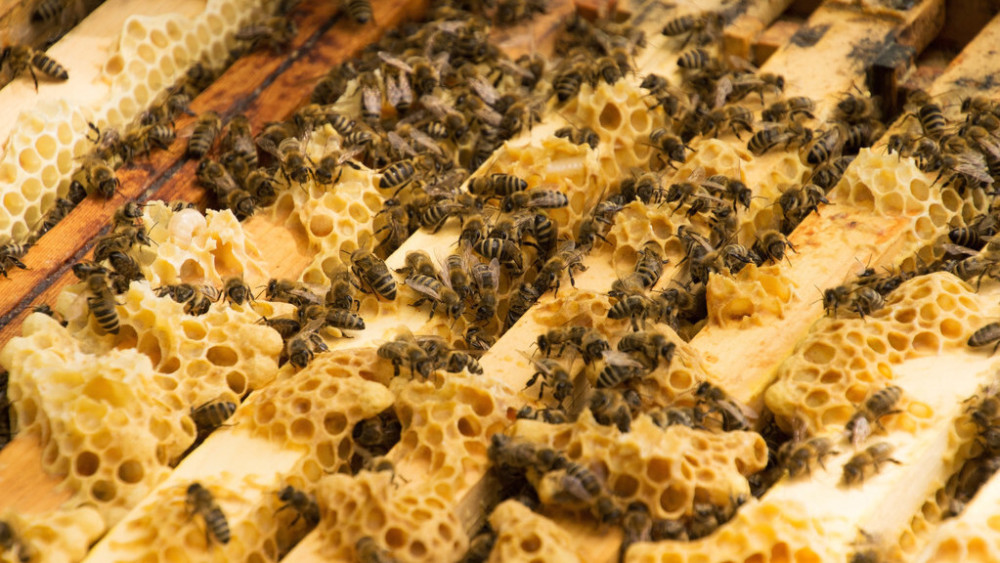 蜜蜂巢脾間距是多少(巢脾間距多大合適) 蜜蜂巢脾間距是多少(巢脾間距多大合適)