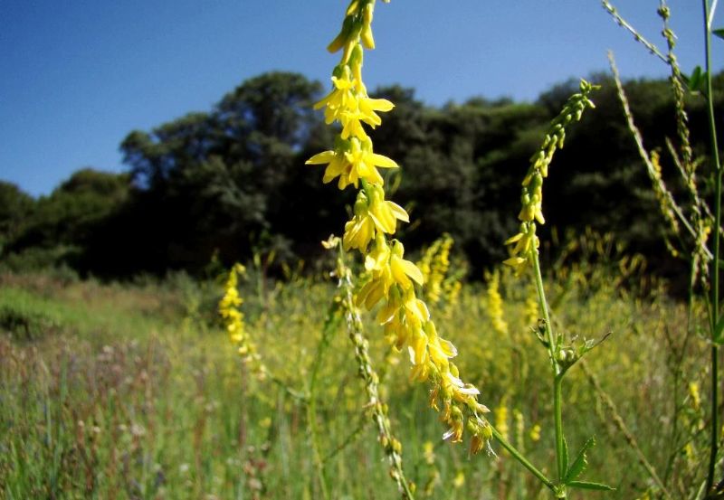 草木犀是蜜源植物嗎（草木犀的花期和常見種類）
