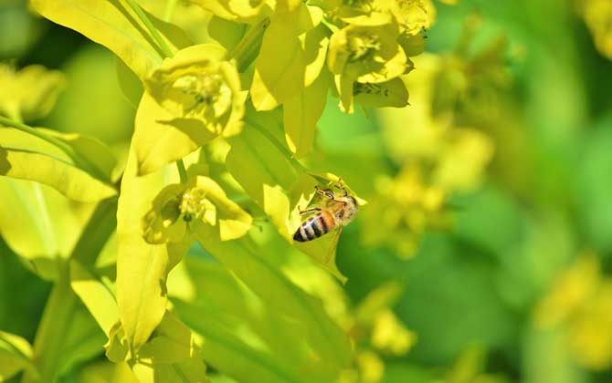 蜜源植物是如何分類的（主要蜜源植物）