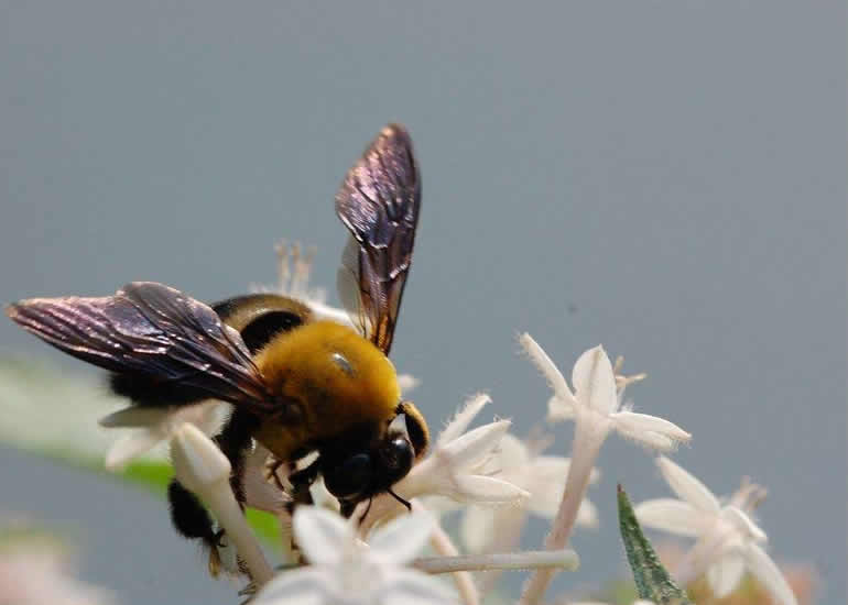 中華木蜂 中華木蜂