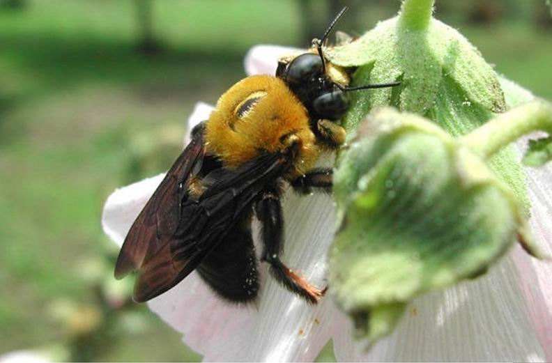 中華木蜂 中華木蜂