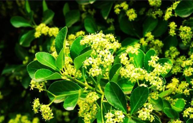 自己能種植的蜜源植物(蜜源植物大全) 自己能種植的蜜源植物(蜜源植物大全)