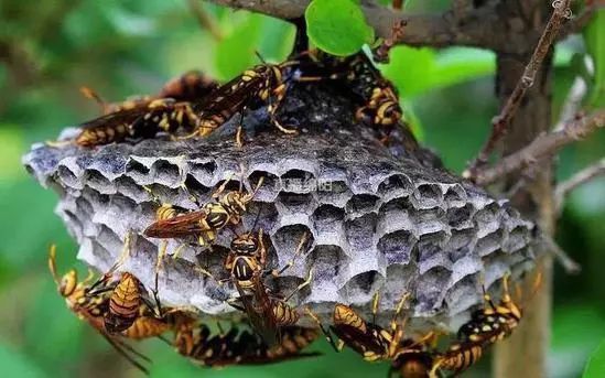 如何防止馬蜂吃蜜蜂（預(yù)防馬蜂吃蜜蜂的處理方法）