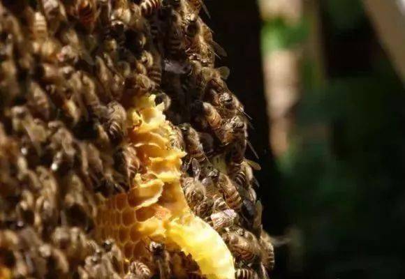 大蜂場是怎么養蜂的(大型養蜂場是如何飼喂蜂群的) 大蜂場是怎么養蜂的(大型養蜂場是如何飼喂蜂群的)