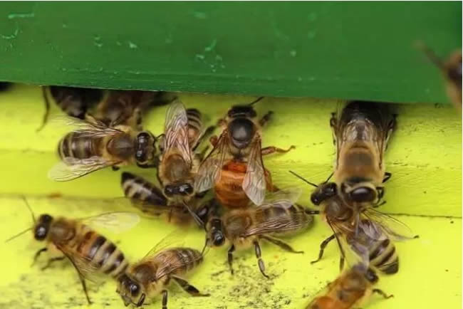 為什么雄蜂壽命比工蜂短？