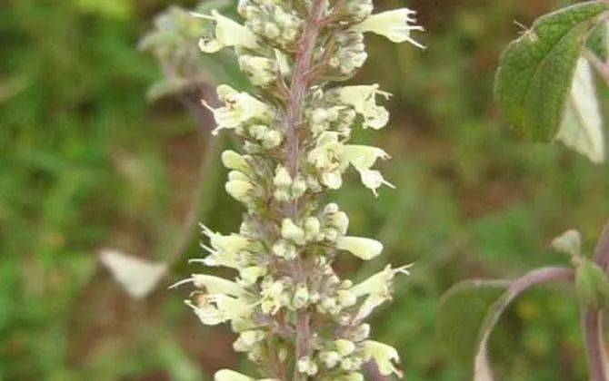 養蜂種什么花蜜源最好？(蜜源植物種植技巧)