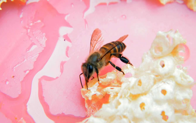 新手養(yǎng)蜂 新手養(yǎng)蜂