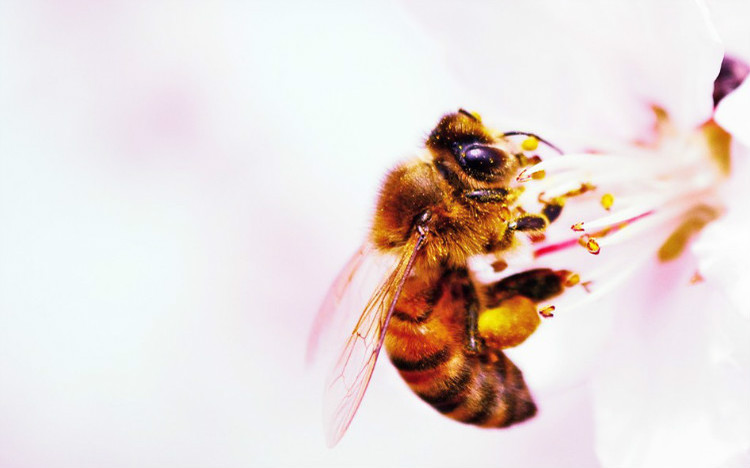 蜜蜂生活習(xí)性及生長(zhǎng)過程