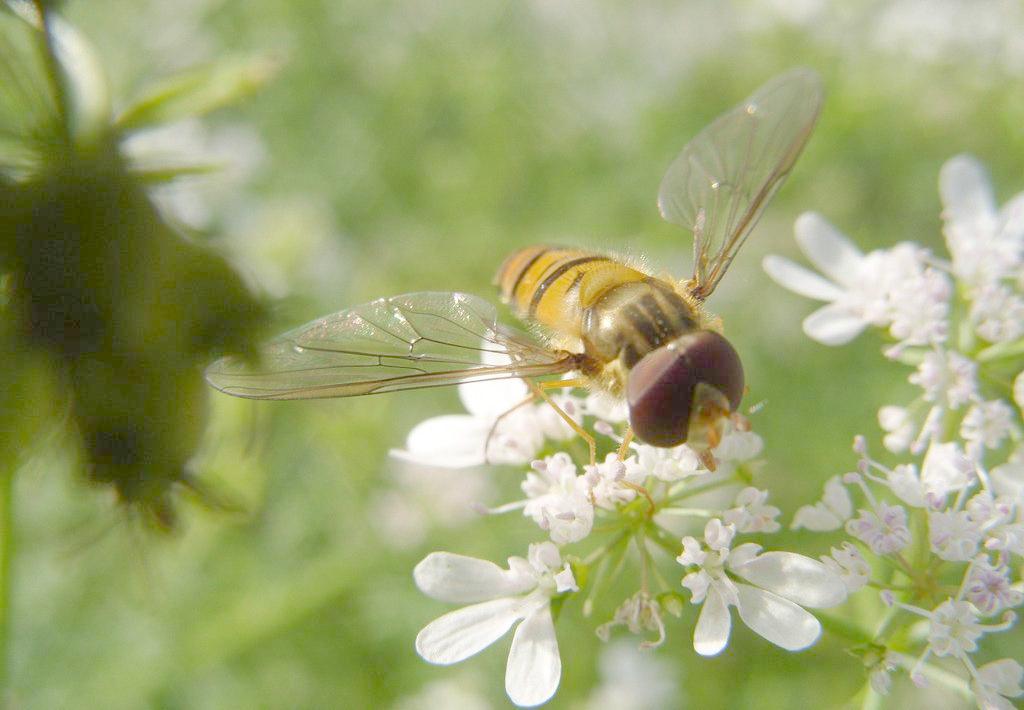 蜜蜂的生活習(xí)性及生長(zhǎng)過程