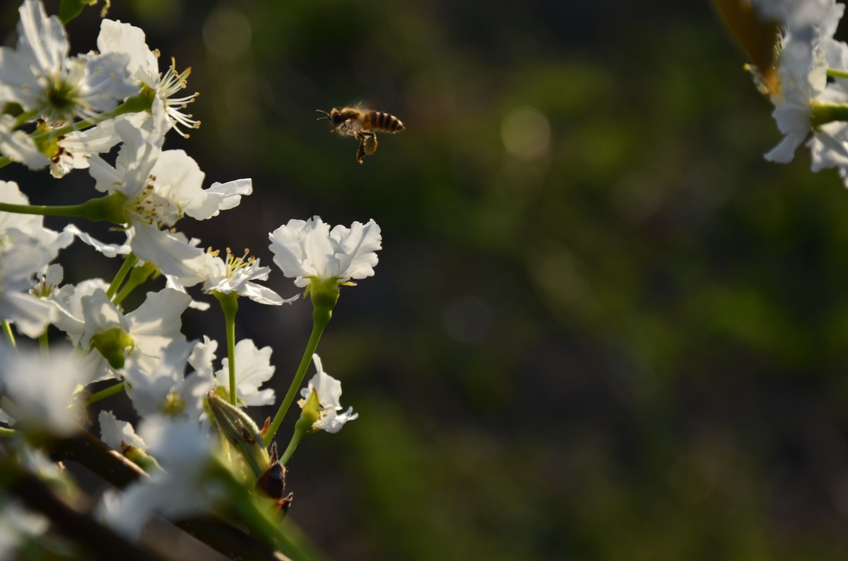 蘋果樹什么時候開花(北方的重要蜜源植物) 蘋果樹什么時候開花(北方的重要蜜源植物)