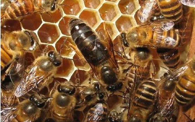 新手養蜂 新手養蜂