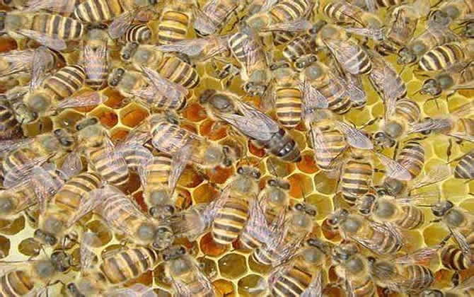 新手養蜂 新手養蜂