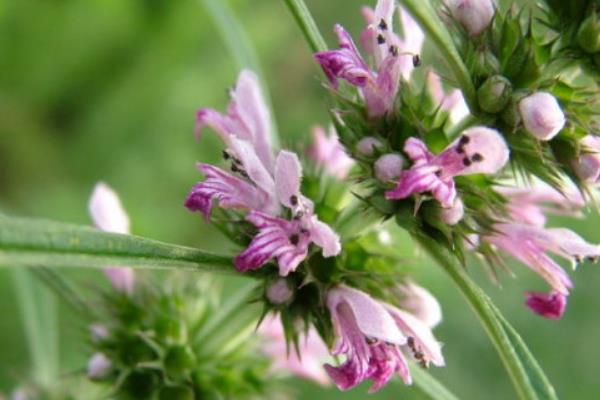 益母草什么時(shí)候開花(益母草幾月開花幾月份生長) 益母草什么時(shí)候開花(益母草幾月開花幾月份生長)