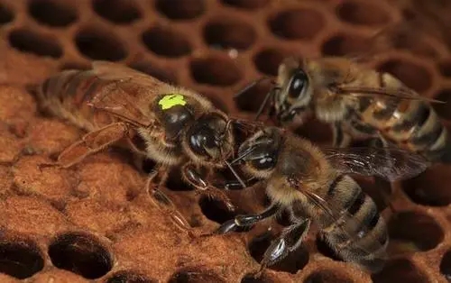 熊蜂筑巢產卵 熊蜂筑巢產卵