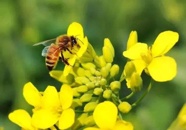 如何防止蜜蜂飛逃 如何防止蜜蜂飛逃
