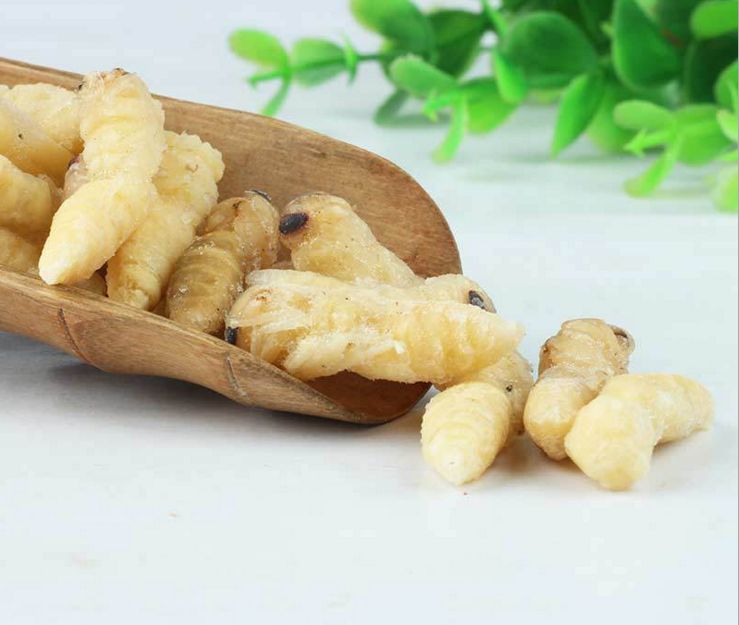 如何區別蜜蜂蛹和胡蜂蛹？