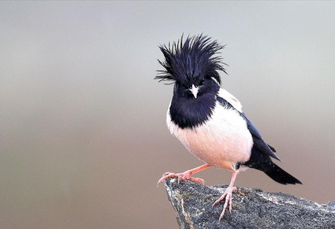 20萬只粉紅椋鳥馳援新疆滅蝗，護40萬畝草場！蝗災到底有多可怕？