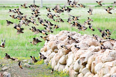 20萬只粉紅椋鳥馳援新疆滅蝗，護40萬畝草場！蝗災到底有多可怕？