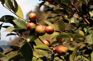 油茶樹花有粉和蜜嗎(如何預防蜜蜂幼蟲中毒) 油茶樹花有粉和蜜嗎(如何預防蜜蜂幼蟲中毒)