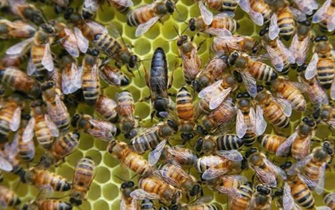 如何正確囚王? 如何正確囚王?