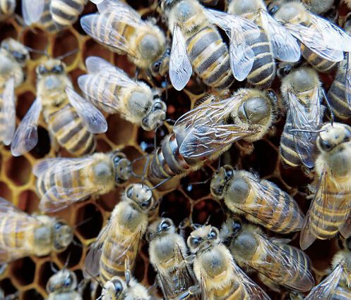 意蜂蜂場(chǎng)集體換王方法（意蜂養(yǎng)殖，更換蜂王需要注意什么）