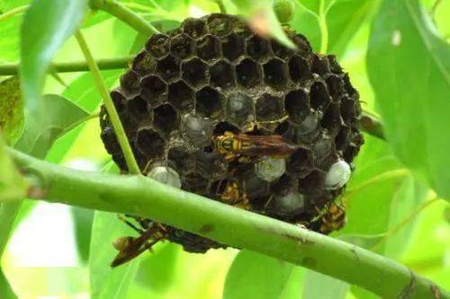 螞蜂與馬蜂區別(馬蜂和螞蜂的不同) 螞蜂與馬蜂區別(馬蜂和螞蜂的不同)