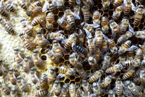 蜂王真的是領導者嗎(蜂王控制蜂群的秘密) 蜂王真的是領導者嗎(蜂王控制蜂群的秘密)