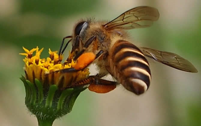 養(yǎng)100箱蜜蜂要多少資金? 養(yǎng)100箱蜜蜂要多少資金?