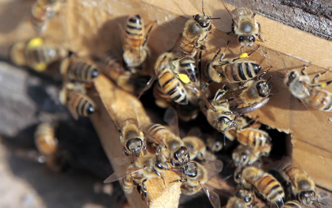 養(yǎng)100箱蜜蜂要多少資金? 養(yǎng)100箱蜜蜂要多少資金?